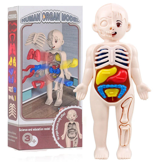 Montessori Human Body Kit